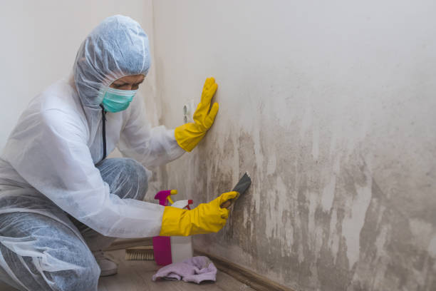 Attic Mold Removal in Loving, NM