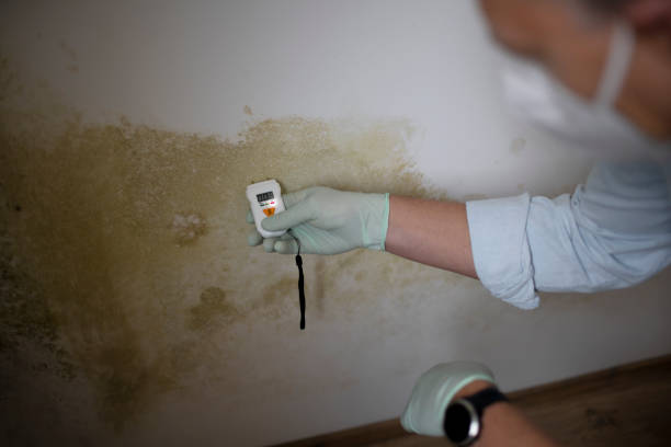 Best Office Mold Removal Services  in Loving, NM