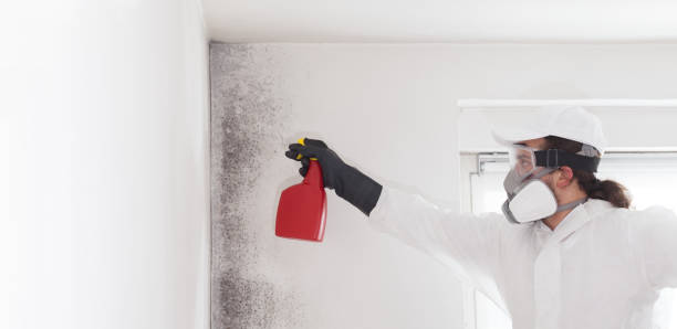 Best Attic Mold Removal  in Loving, NM